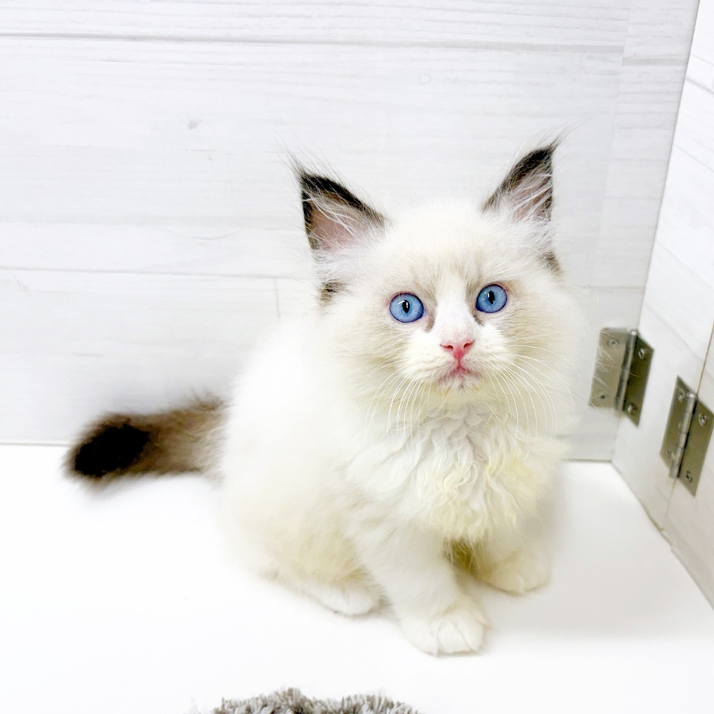 石川県のラグドール (犬の家＆猫の里アミーゴ金沢おこばた店/2026年6月27日生まれ/男の子/シールポイントバイカラー)の子猫の3枚目の画像