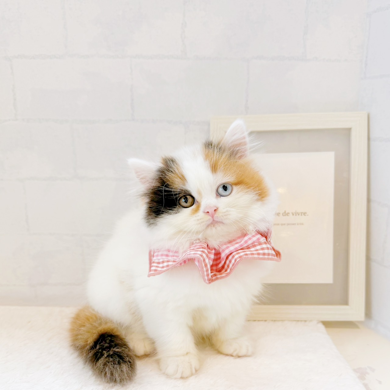 石川県のスコティッシュストレート (犬の家＆猫の里金沢店/2026年6月25日生まれ/女の子/キャリコ)の子猫の3枚目の画像