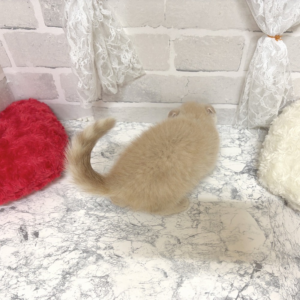 京都府のスコティッシュフォールド (犬の家＆猫の里京都精華店/2026年6月26日生まれ/男の子/クリームタビー)の子猫の3枚目の画像