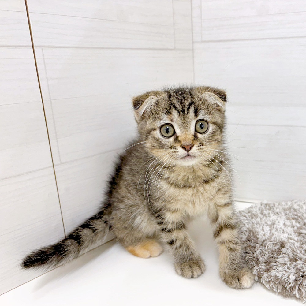 石川県のスコティッシュフォールド (犬の家＆猫の里アミーゴ金沢おこばた店/2026年6月26日生まれ/女の子/ブラウンタビー)の子猫の3枚目の画像