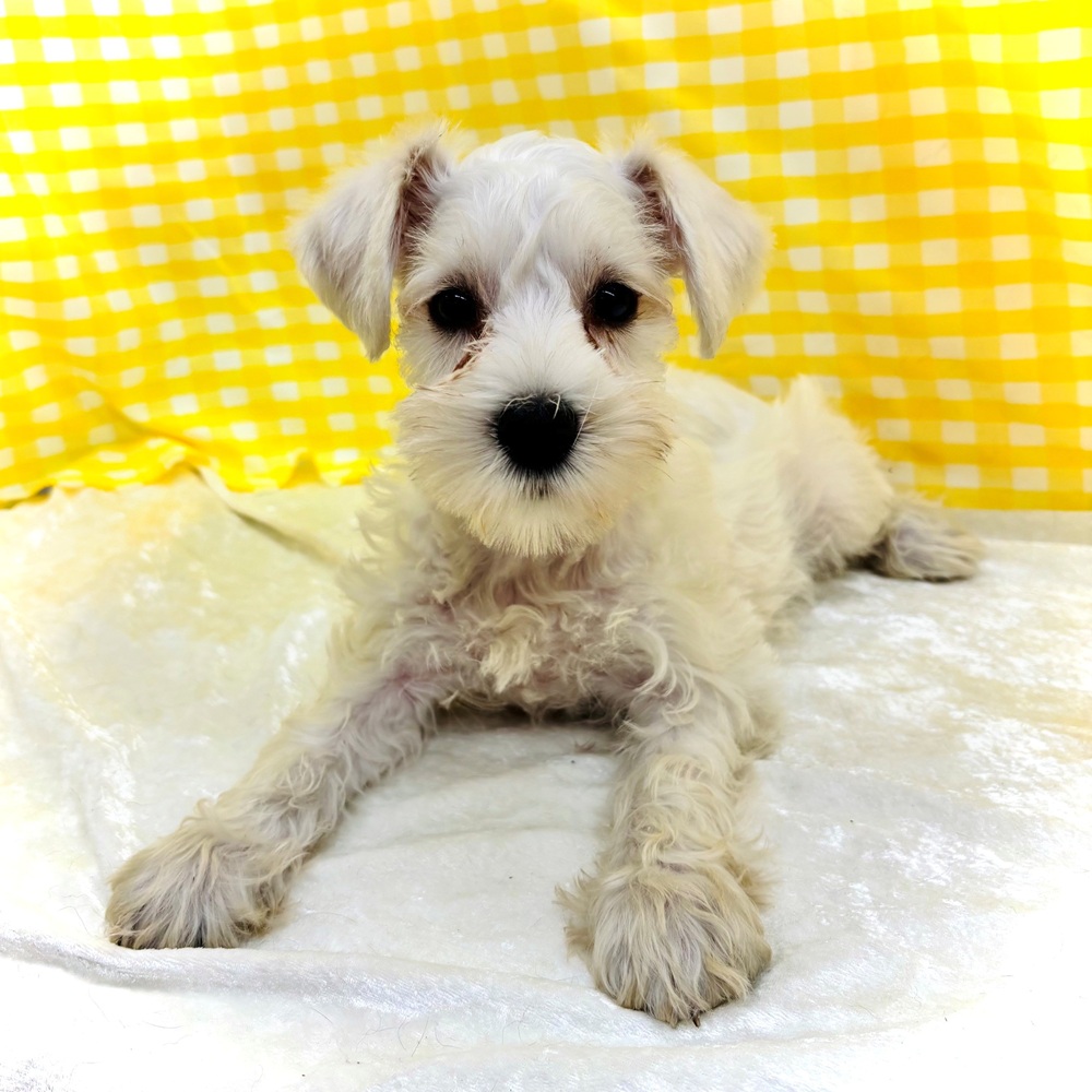 愛知県のミニチュアシュナウザー (犬の家＆猫の里名古屋天白店/2026年6月28日生まれ/女の子/ホワイト)の子犬の3枚目の画像