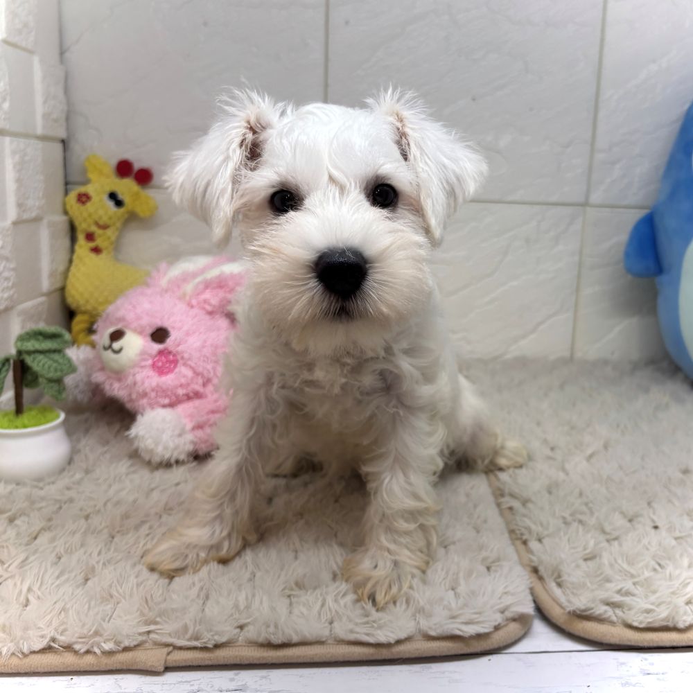 兵庫県のミニチュアシュナウザー (犬の家＆猫の里ゆめタウン姫路店/2026年6月28日生まれ/男の子/ホワイト)の子犬の1枚目の画像
