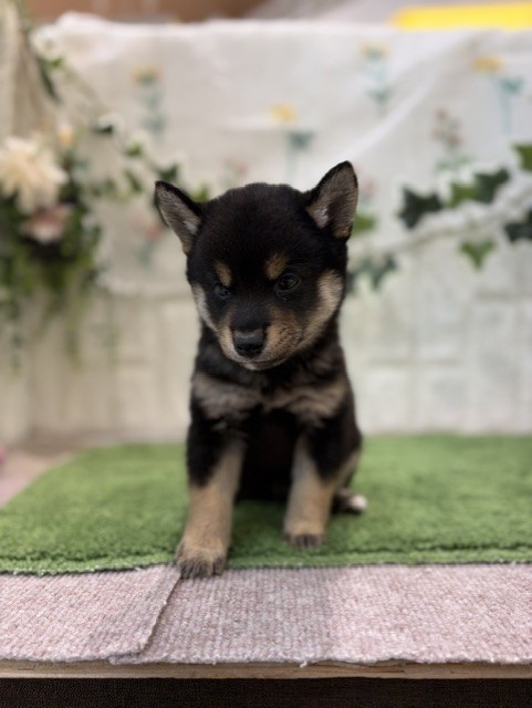 岡山県の豆柴 (犬の家＆猫の里倉敷店/2026年6月27日生まれ/男の子/黒)の子犬の3枚目の画像