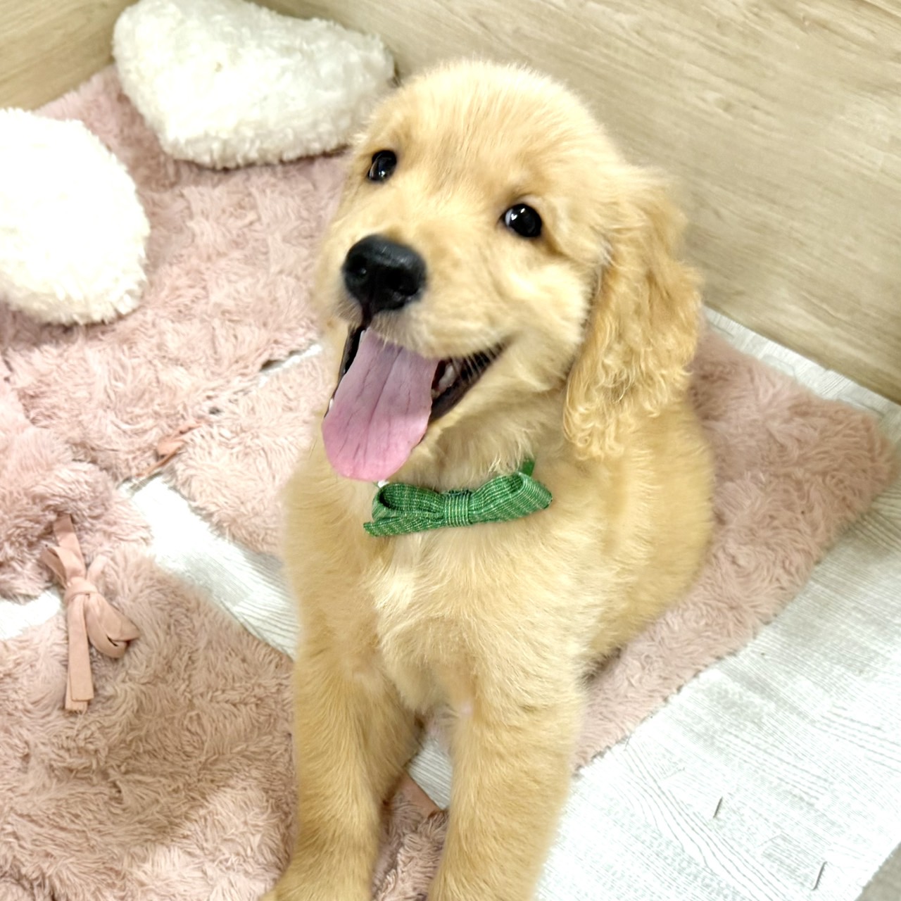 大阪府のゴールデンレトリバーの子犬|ペットミー