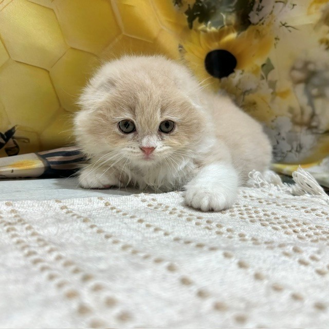 福岡県のスコティッシュフォールド (犬の家＆猫の里トリアス久山店/2026年6月27日生まれ/男の子/クリームタビーホワイト)の子猫の3枚目の画像