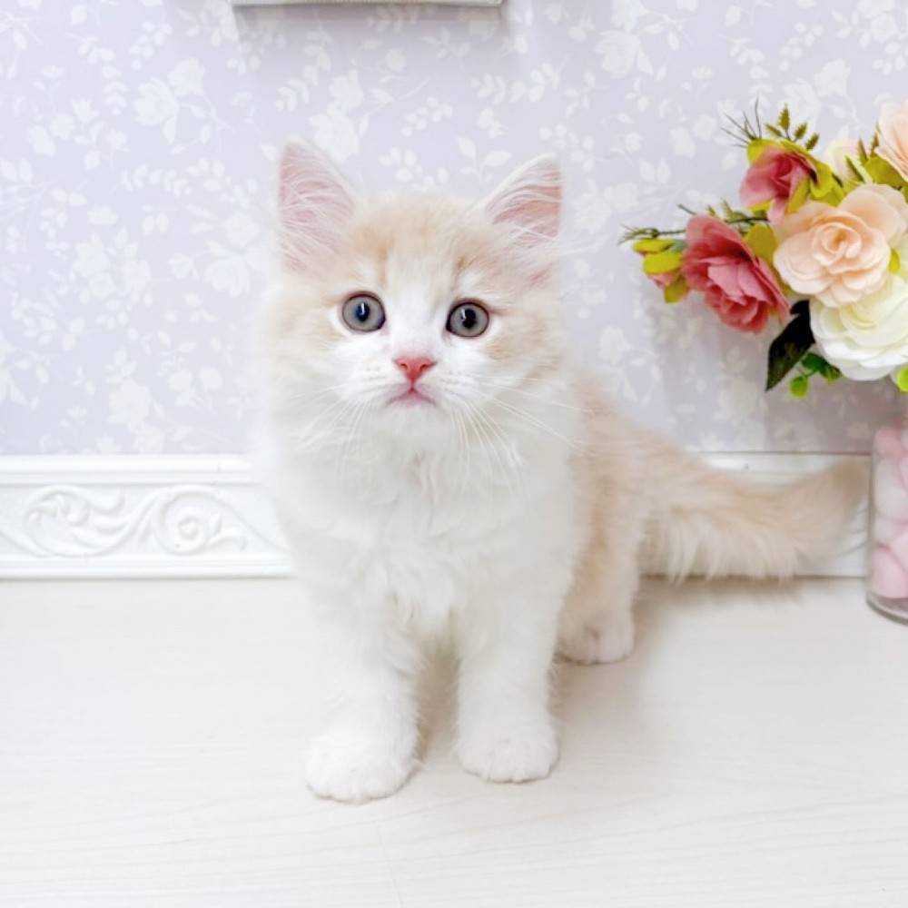 富山県のミヌエット (犬の家＆猫の里アミーゴ山室店/2026年6月27日生まれ/男の子/クリームタビーホワイト)の子猫の1枚目の画像