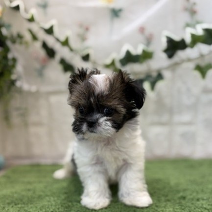 岡山県のチワズー/チワシーズ(チワワ×シーズー) (犬の家＆猫の里倉敷店/2026年6月27日生まれ/女の子/レッドホワイト)の子犬の3枚目の画像