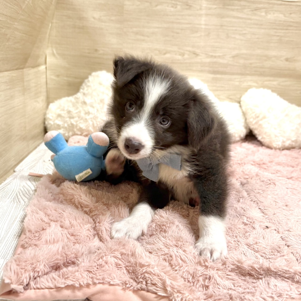 大阪府のボーダーコリー (犬の家＆猫の里そよら東岸和田店/2026年6月28日生まれ/男の子/ブルーホワイト)の子犬の3枚目の画像