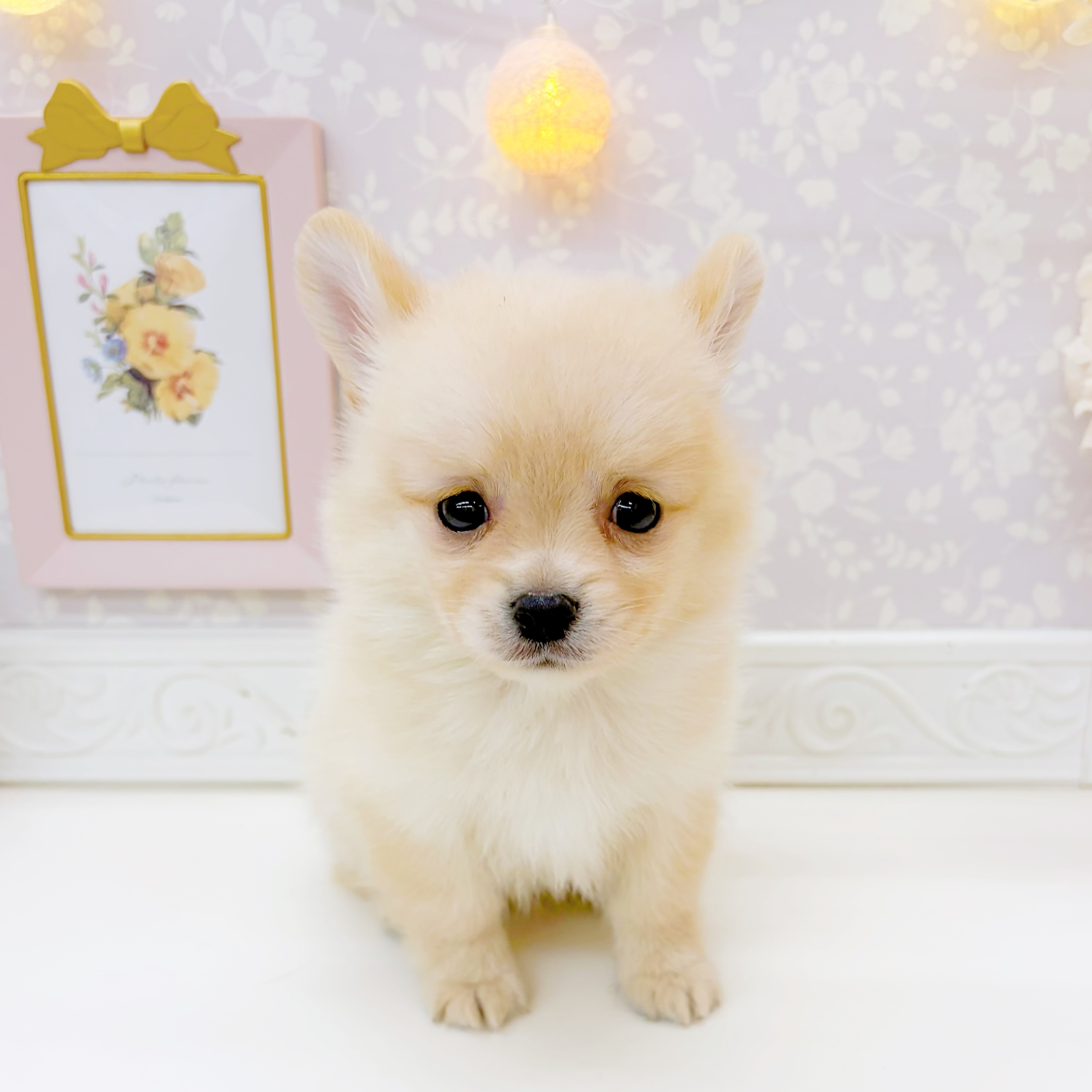 富山県のポメチワ/チワポメ/ポメチー(ポメラニアン×チワワ) (犬の家＆猫の里富山店/2026年6月26日生まれ/男の子/クリーム)の子犬の3枚目の画像