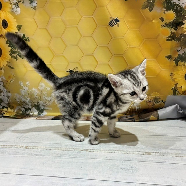 福岡県のアメリカンショートヘアー (犬の家＆猫の里トリアス久山店/2026年6月25日生まれ/男の子/シルバータビー)の子猫の3枚目の画像