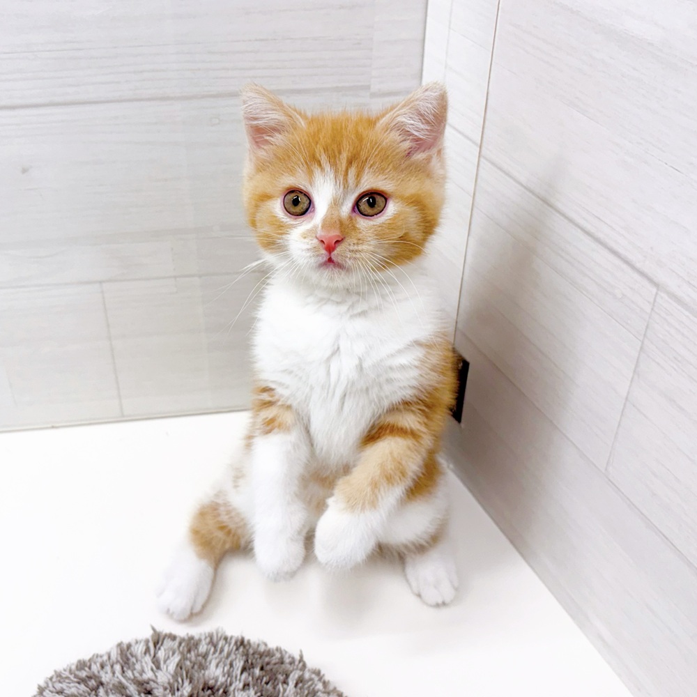石川県のスコティッシュストレート (犬の家＆猫の里アミーゴ金沢おこばた店/2026年6月28日生まれ/女の子/レッドタビーホワイト)の子猫の3枚目の画像