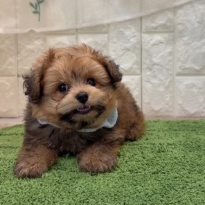 岡山県のポメプー(ポメラニアン×プードル) (犬の家＆猫の里倉敷店/2026年6月25日生まれ/男の子/レッド)の子犬の3枚目の画像