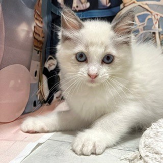福岡県のラグドール (犬の家＆猫の里トリアス久山店/2026年6月25日生まれ/男の子/ブルーポイントバイカラー)の子猫の3枚目の画像