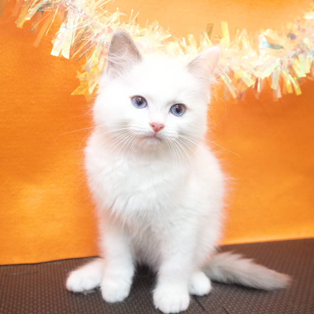 大阪府のラグドール (犬の家＆猫の里吹田店/2026年6月23日生まれ/男の子/ブルーポイントバイカラー)の子猫の3枚目の画像