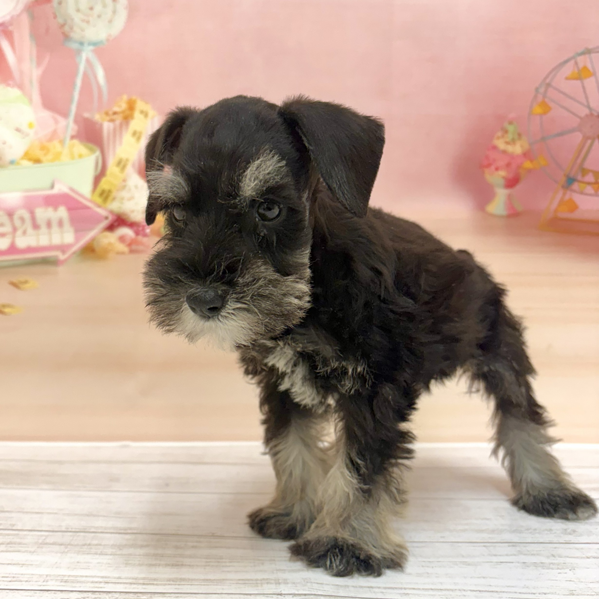 兵庫県のミニチュアシュナウザー (犬の家＆猫の里尼崎店/2026年6月28日生まれ/男の子/ブラックシルバー)の子犬の3枚目の画像