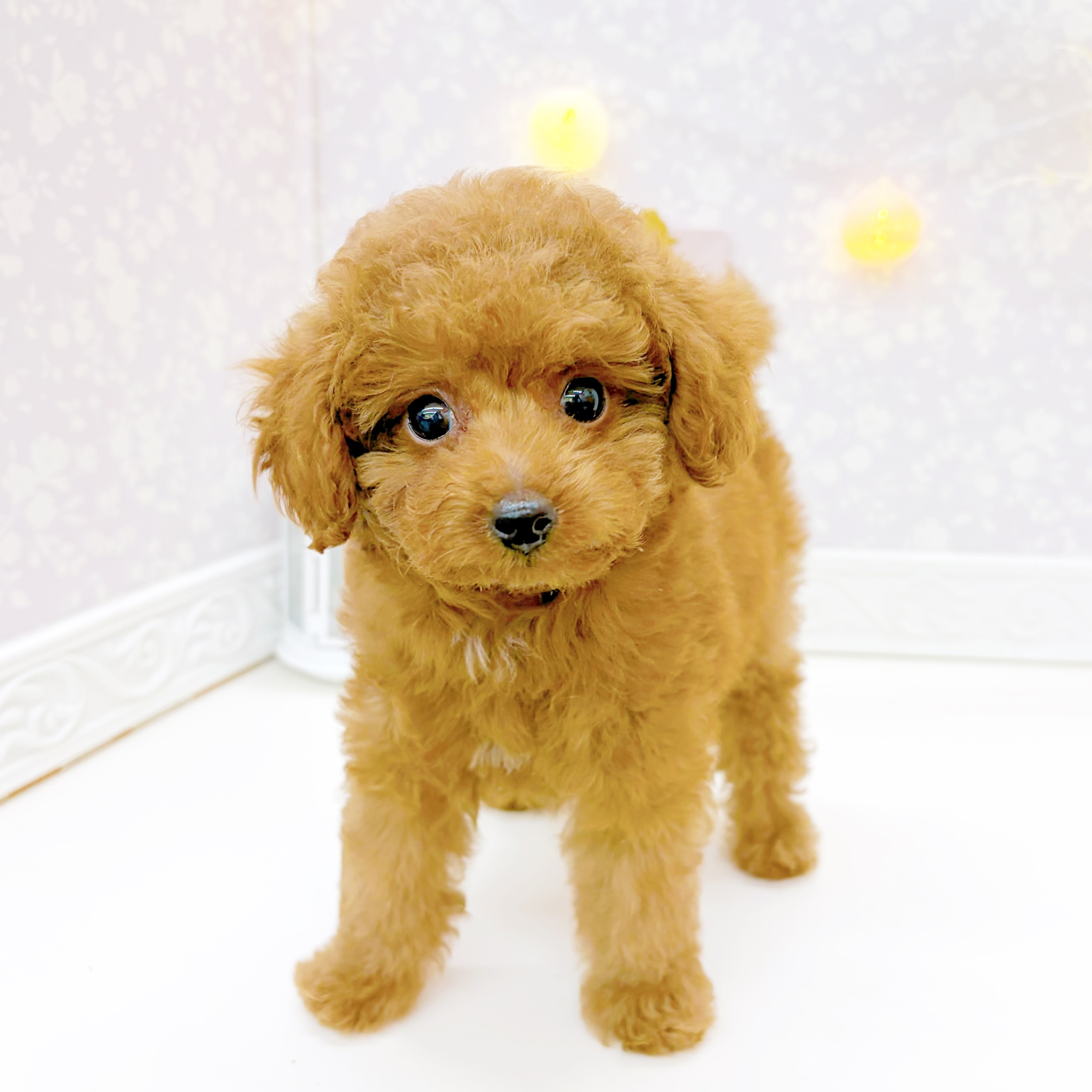 富山県のトイプードル(タイニー) (犬の家＆猫の里富山店/2026年6月26日生まれ/女の子/レッドフォーン)の子犬の3枚目の画像