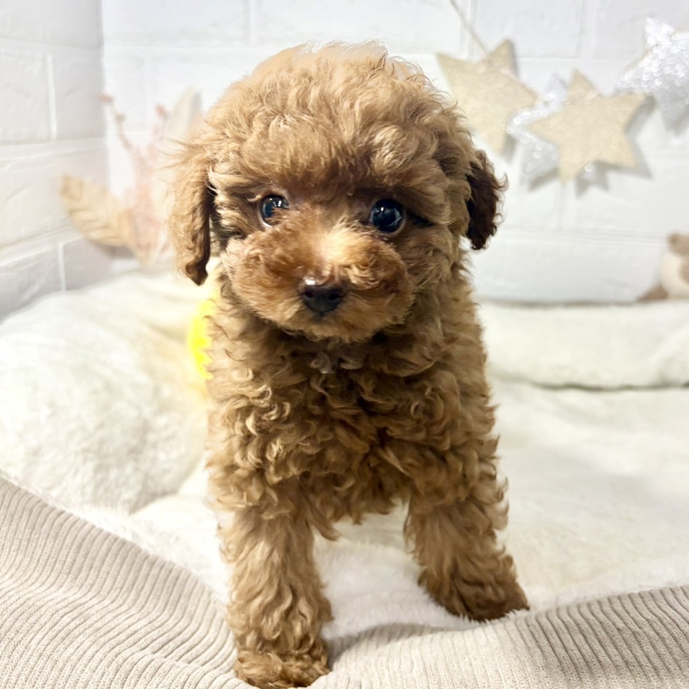 兵庫県のトイプードル(タイニー) (犬の家＆猫の里ニッケパークタウン加古川店/2026年6月26日生まれ/女の子/レッドフォーン)の子犬の3枚目の画像