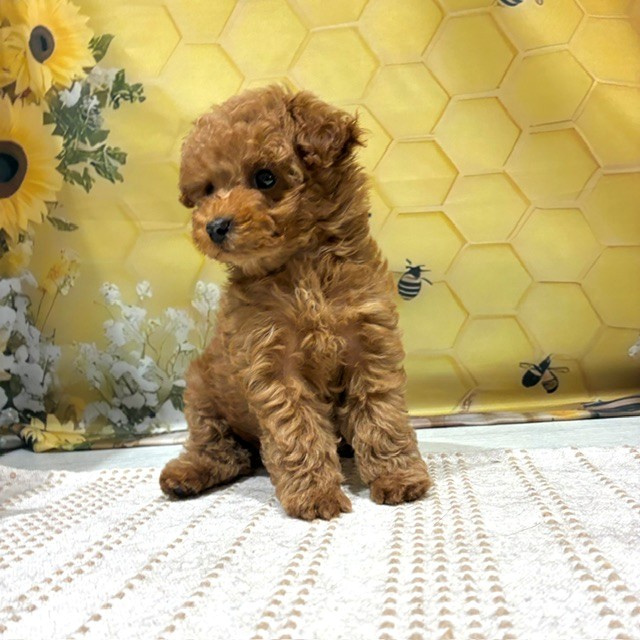 福岡県のトイプードル(トイ) (犬の家＆猫の里トリアス久山店/2026年6月27日生まれ/女の子/レッドフォーン)の子犬の3枚目の画像