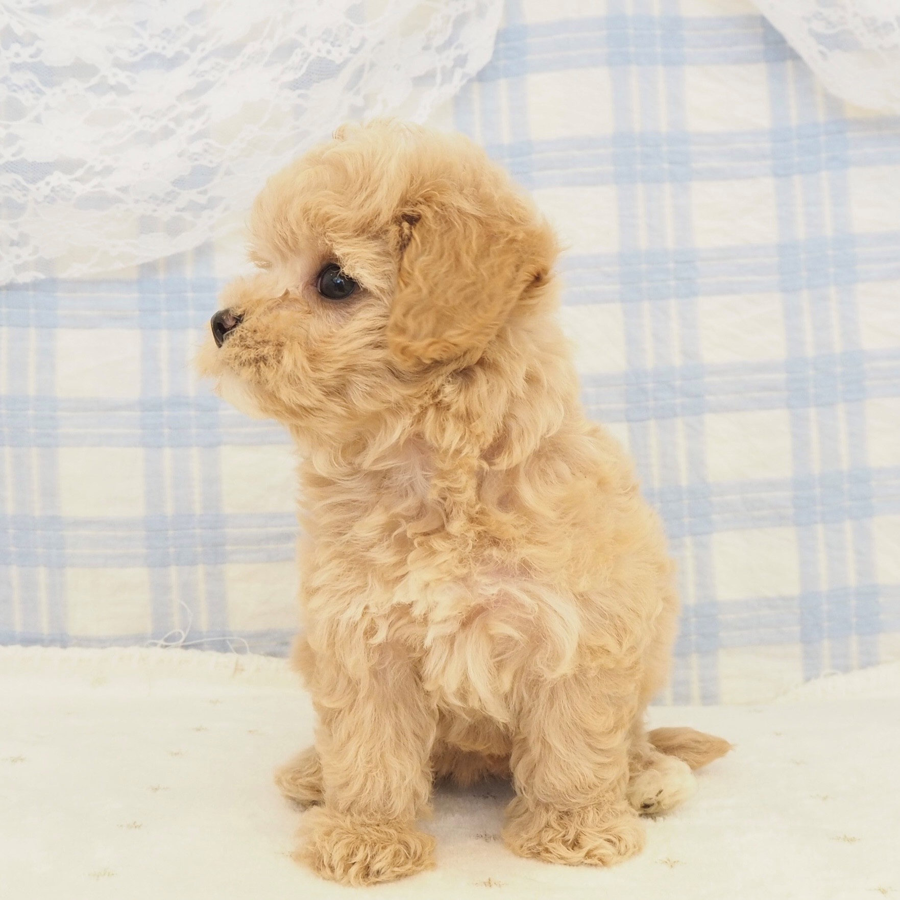 大阪府のマルプー(マルチーズ×プードル) (犬の家＆猫の里もりのみやキューズモールBASE店/2026年6月28日生まれ/女の子/クリーム)の子犬の3枚目の画像