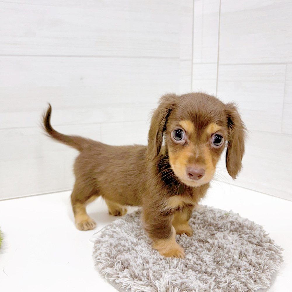 石川県のカニンヘンダックスフンド(ロング) (犬の家＆猫の里アミーゴ金沢おこばた店/2026年6月27日生まれ/男の子/チョコレートタン)の子犬の3枚目の画像