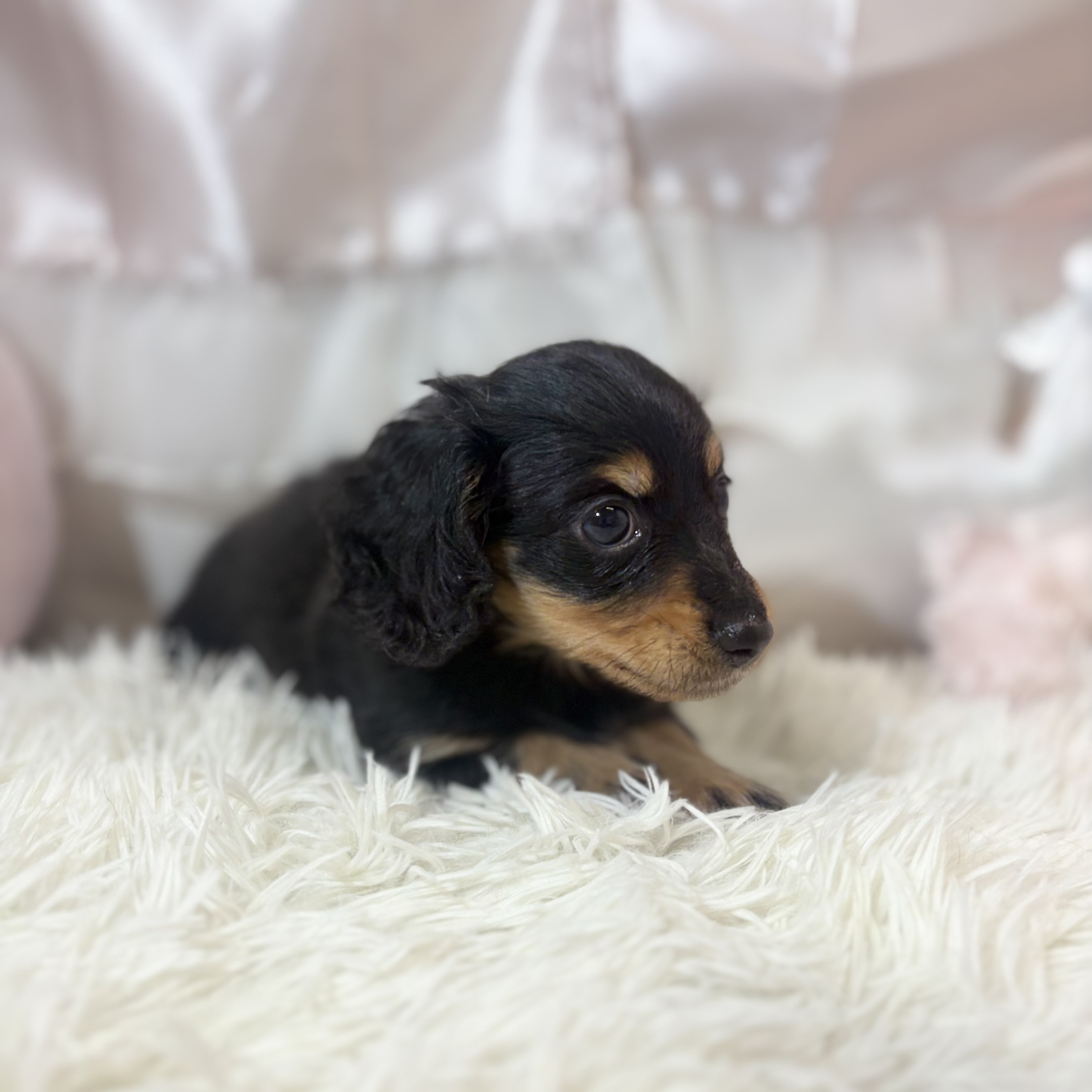 兵庫県のカニンヘンダックスフンド(ロング) (犬の家＆猫の里カナート西神戸店/2026年6月27日生まれ/女の子/ブラックタン)の子犬の3枚目の画像