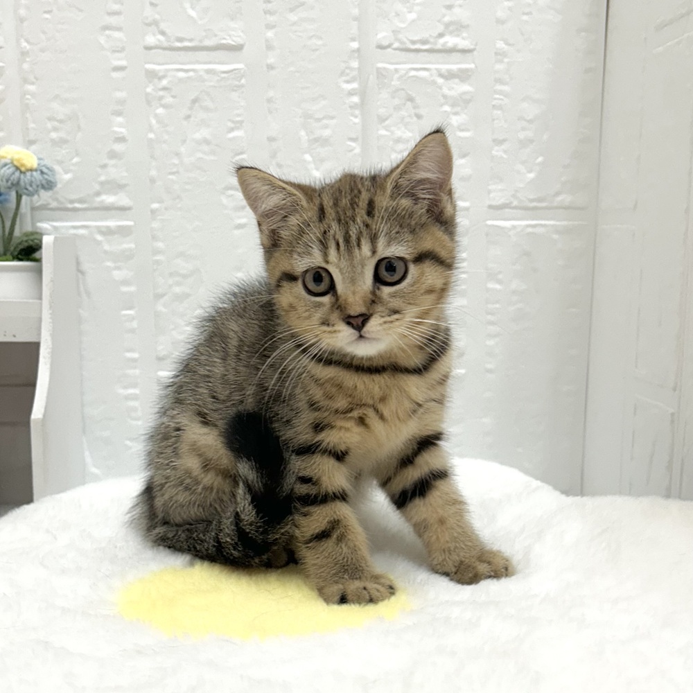 愛知県のブリティッシュショートヘアー (犬の家＆猫の里豊川インター店/2026年6月23日生まれ/女の子/ブラウンマッカレルタビー)の子猫の3枚目の画像