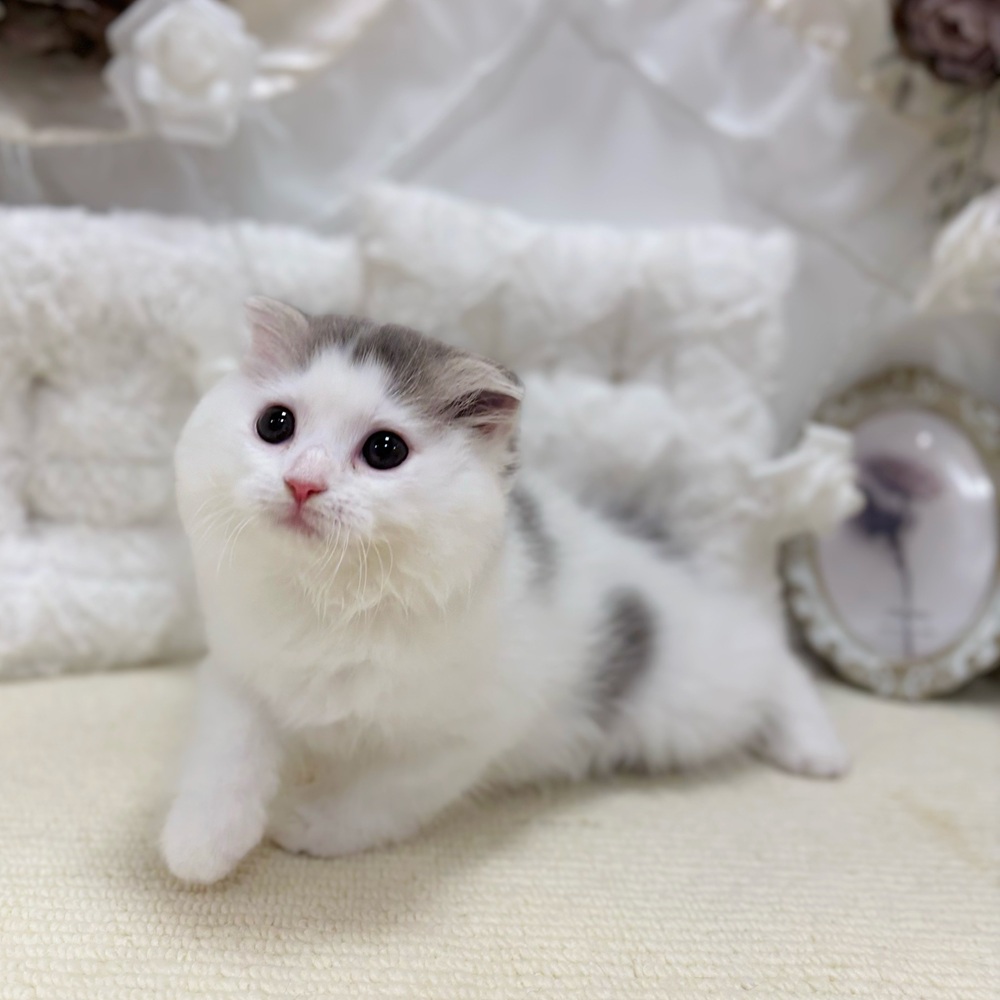 岐阜県のスコティッシュフォールド (犬の家＆猫の里カラフルタウン岐阜店/2026年6月26日生まれ/女の子/ブルータビーホワイト)の子猫の3枚目の画像