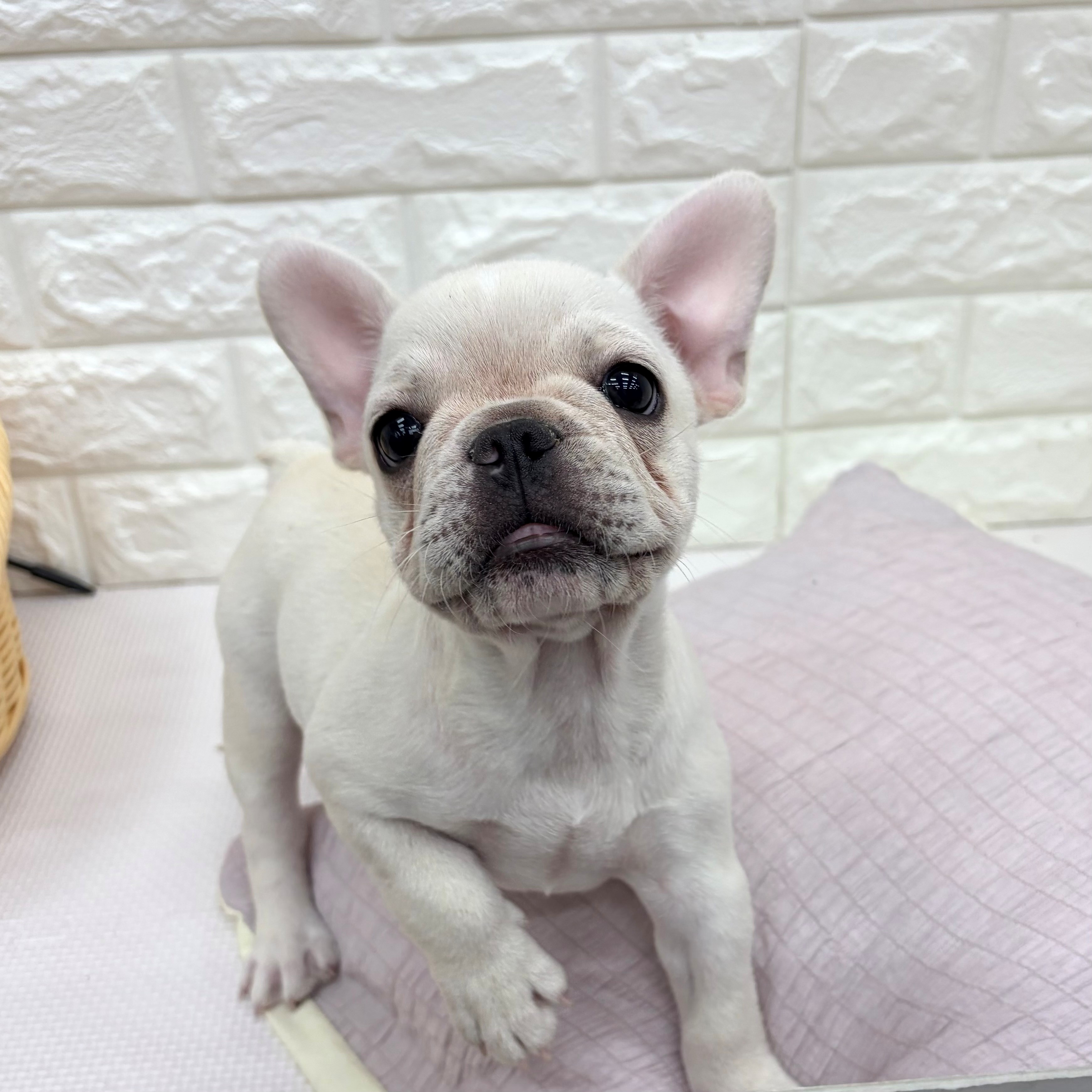 愛知県のフレンチブルドッグ (犬の家＆猫の里MEGAドン・キホーテ東海名和店/2026年6月22日生まれ/女の子/クリーム)の子犬の3枚目の画像