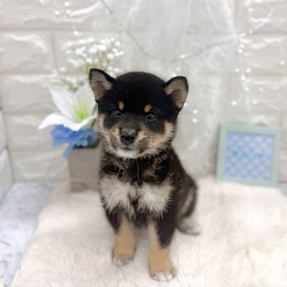 福井県の柴犬(標準サイズ) (犬の家＆猫の里アミーゴ福井大和田店/2026年6月27日生まれ/男の子/黒)の子犬の3枚目の画像