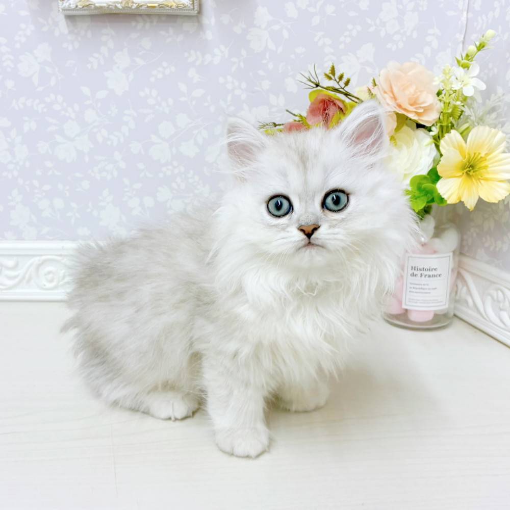 富山県のペルシャ (犬の家＆猫の里アミーゴ山室店/2026年6月27日生まれ/男の子/チンチラシルバー)の子猫の3枚目の画像