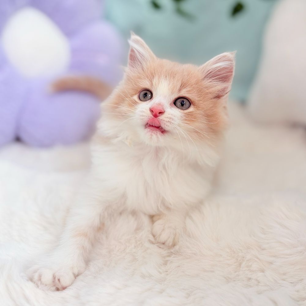 愛知県のノルウェージャンフォレストキャット (犬の家＆猫の里愛知刈谷店/2026年6月23日生まれ/女の子/クリームタビーホワイト)の子猫の3枚目の画像