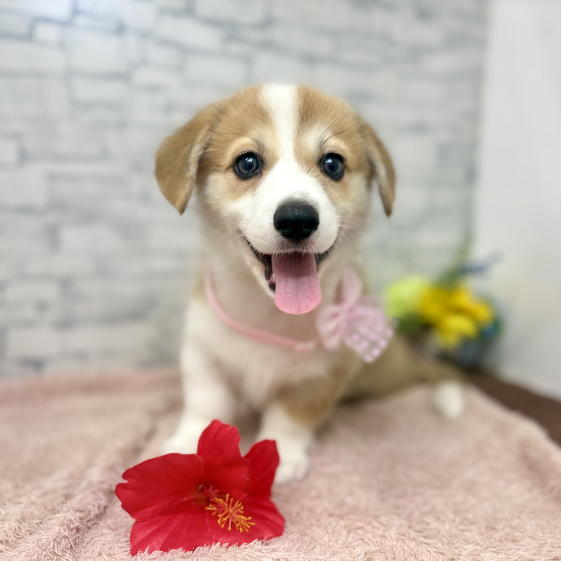 長野県のウェルシュコーギーペンブローク (犬の家＆猫の里長野店/2026年6月28日生まれ/男の子/セーブルホワイト)の子犬の3枚目の画像