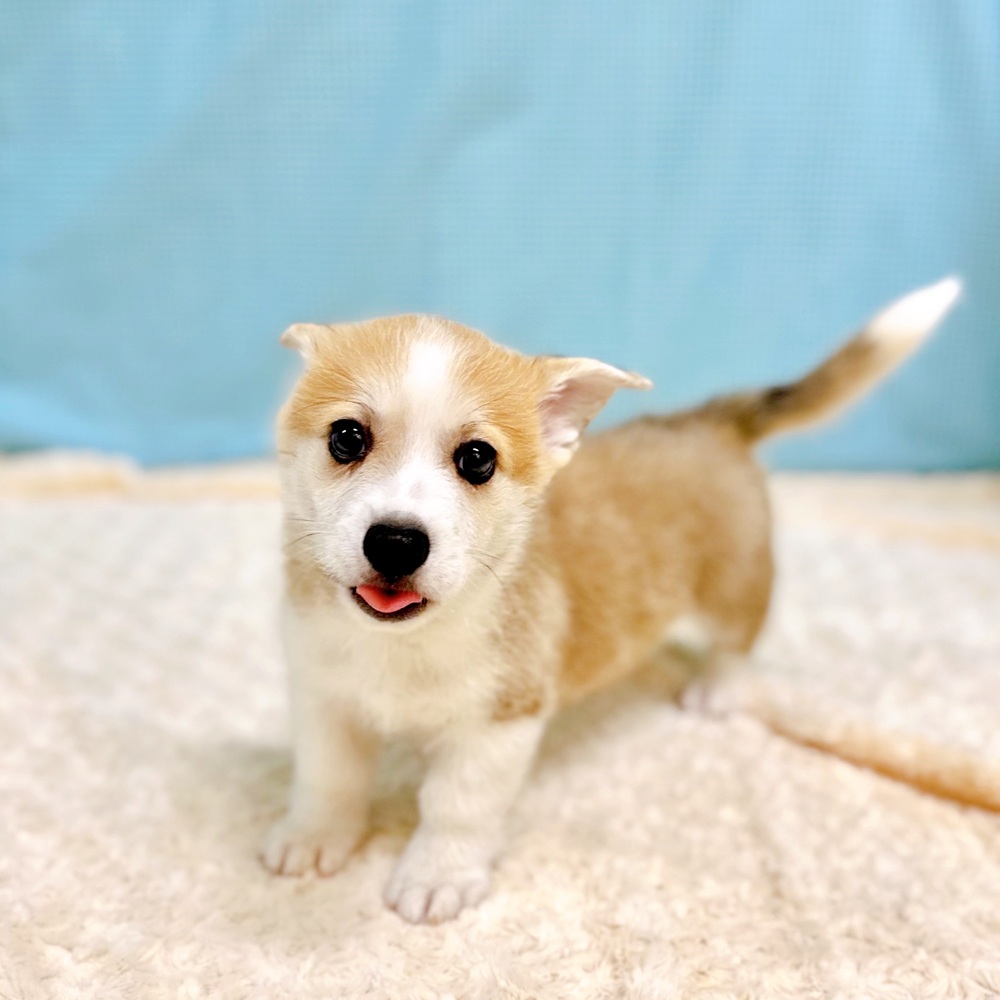 愛知県のウェルシュコーギーペンブローク (犬の家＆猫の里一宮店/2026年6月28日生まれ/男の子/セーブルホワイト)の子犬の3枚目の画像
