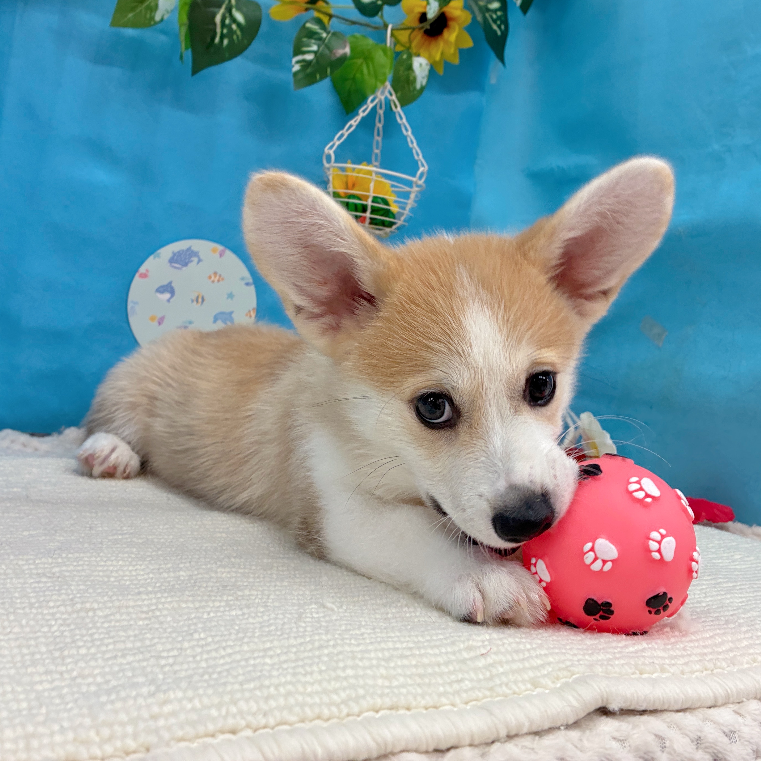 岐阜県のウェルシュコーギーペンブローク (犬の家＆猫の里岐南店/2026年6月28日生まれ/男の子/セーブルホワイト)の子犬の3枚目の画像