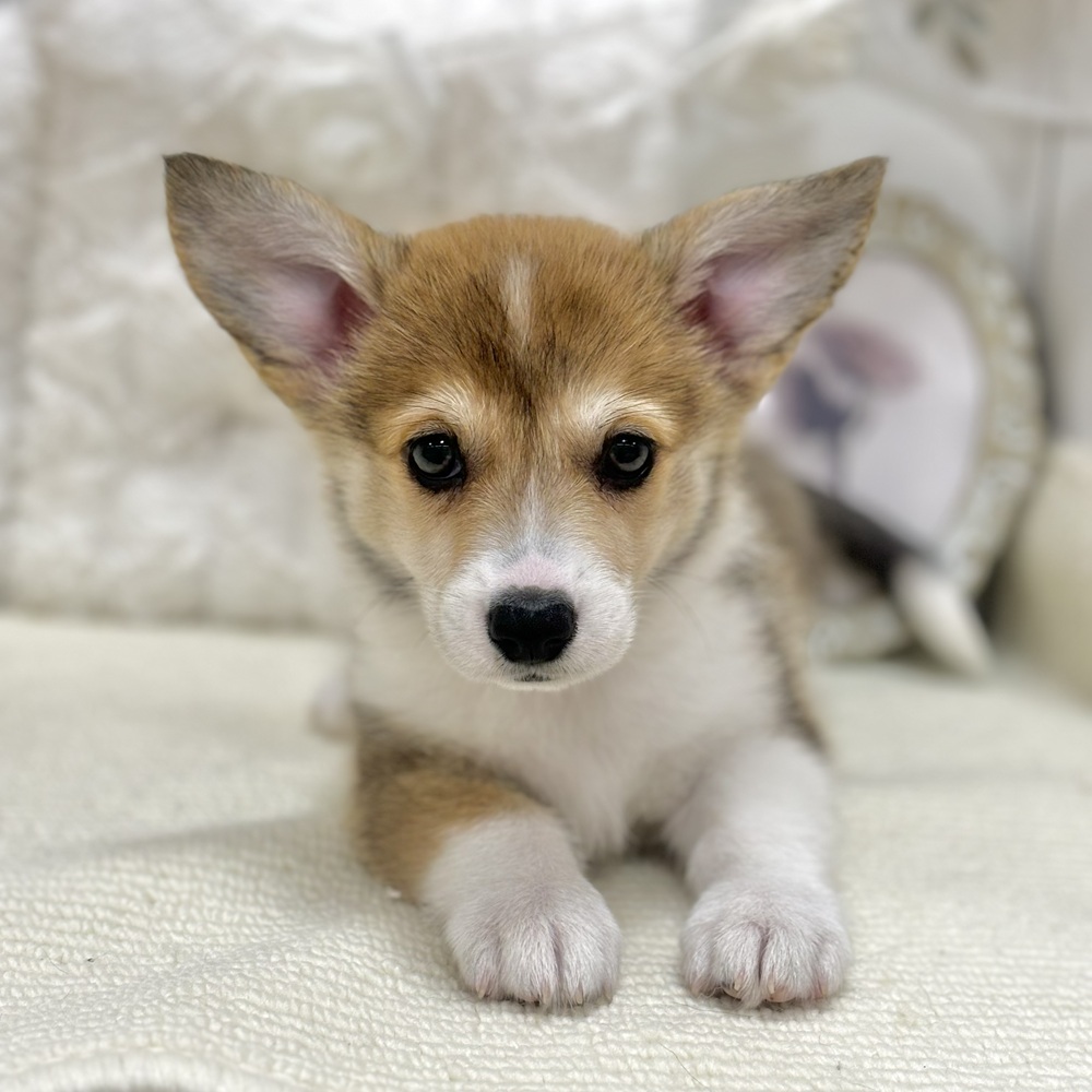 岐阜県のウェルシュコーギーペンブローク (犬の家＆猫の里カラフルタウン岐阜店/2026年6月28日生まれ/女の子/セーブルホワイト)の子犬の3枚目の画像