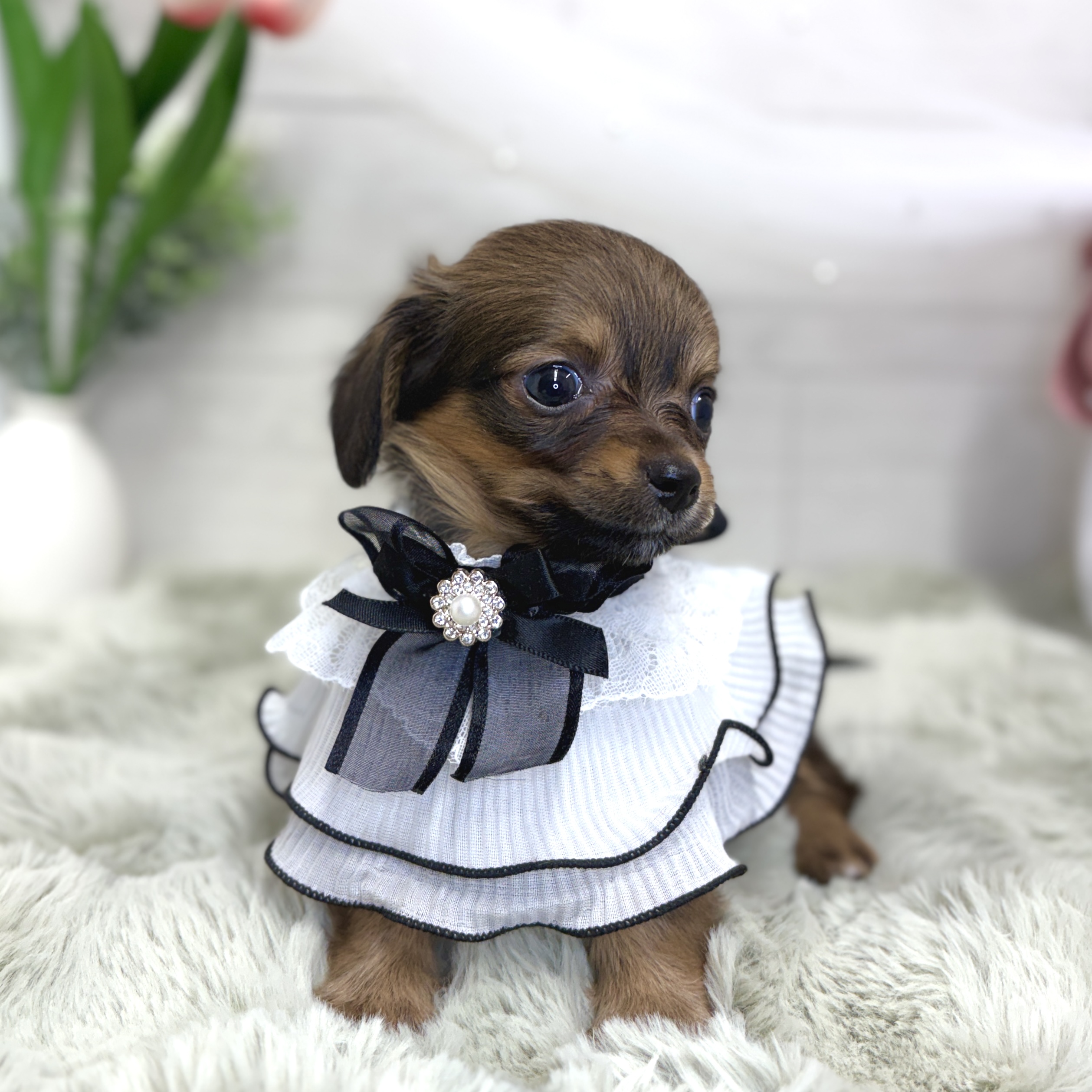 神奈川県のチワックス(チワワ×ダックス) (犬の家＆猫の里相模原店/2026年6月29日生まれ/女の子/レッド)の子犬の3枚目の画像