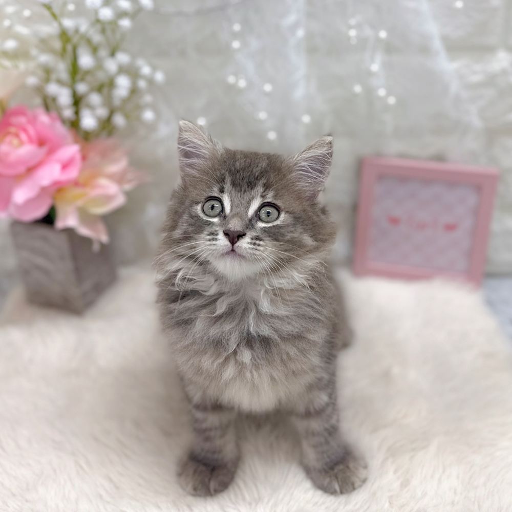 福井県のサイベリアン (犬の家＆猫の里アミーゴ福井大和田店/2026年6月27日生まれ/女の子/ブルークリームタビー)の子猫の3枚目の画像