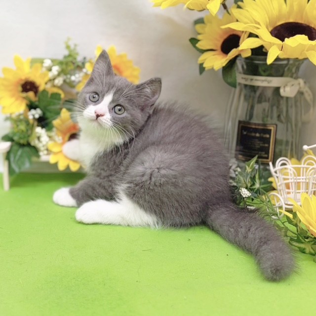 静岡県のミヌエット (犬の家＆猫の里藤枝店/2026年6月28日生まれ/男の子/ブルータビーホワイト)の子猫の3枚目の画像