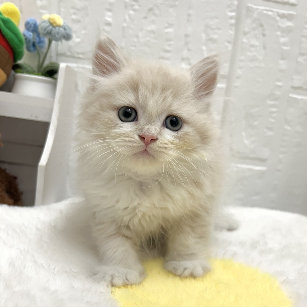 愛知県のミヌエット (犬の家＆猫の里豊川インター店/2026年6月29日生まれ/男の子/クリームタビーホワイト)の子猫の3枚目の画像