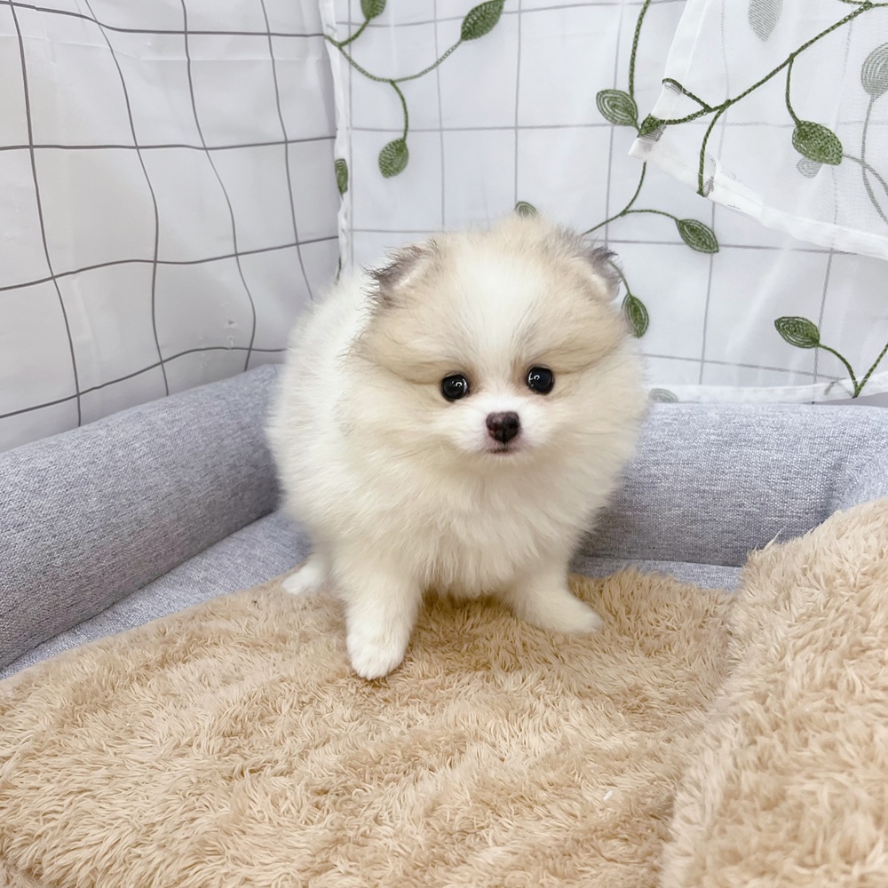長野県のポメラニアン (犬の家＆猫の里塩尻店/2026年6月25日生まれ/女の子/パーティーカラー)の子犬の1枚目の画像