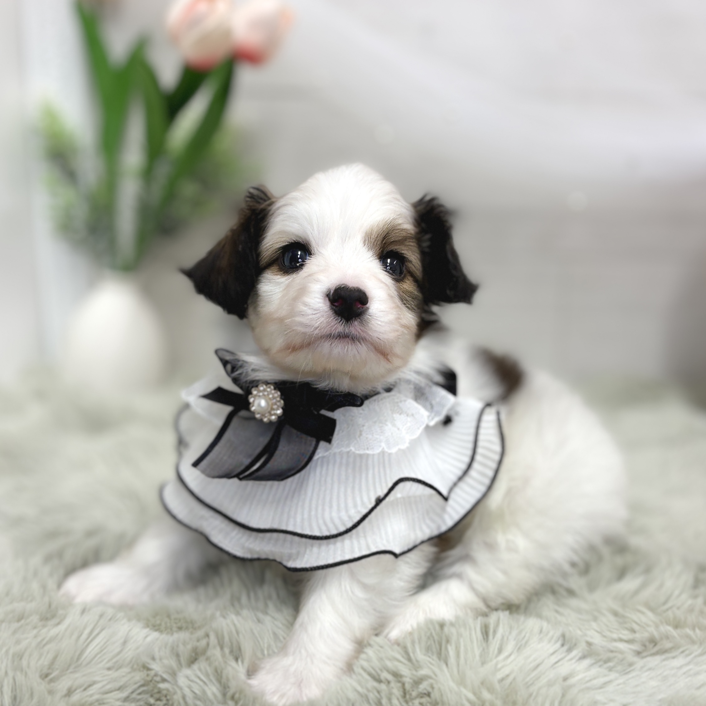 神奈川県のパピヨン (犬の家＆猫の里相模原店/2026年6月29日生まれ/男の子/ホワイトブラウン)の子犬の3枚目の画像