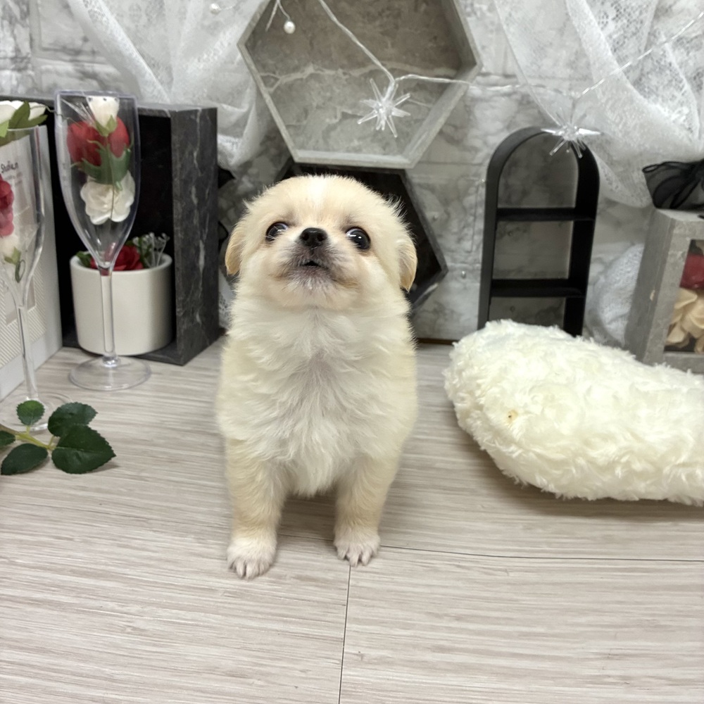 千葉県のチワワ(ロング) (犬の家＆猫の里ワンズモール稲毛店/2026年6月30日生まれ/女の子/クリームホワイト)の子犬の3枚目の画像