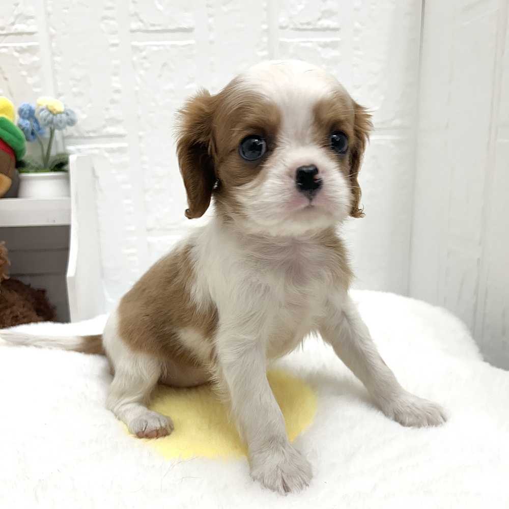 愛知県のキャバリアキングチャールズスパニエル (犬の家＆猫の里豊川インター店/2026年6月26日生まれ/女の子/ブレンハイム)の子犬の3枚目の画像