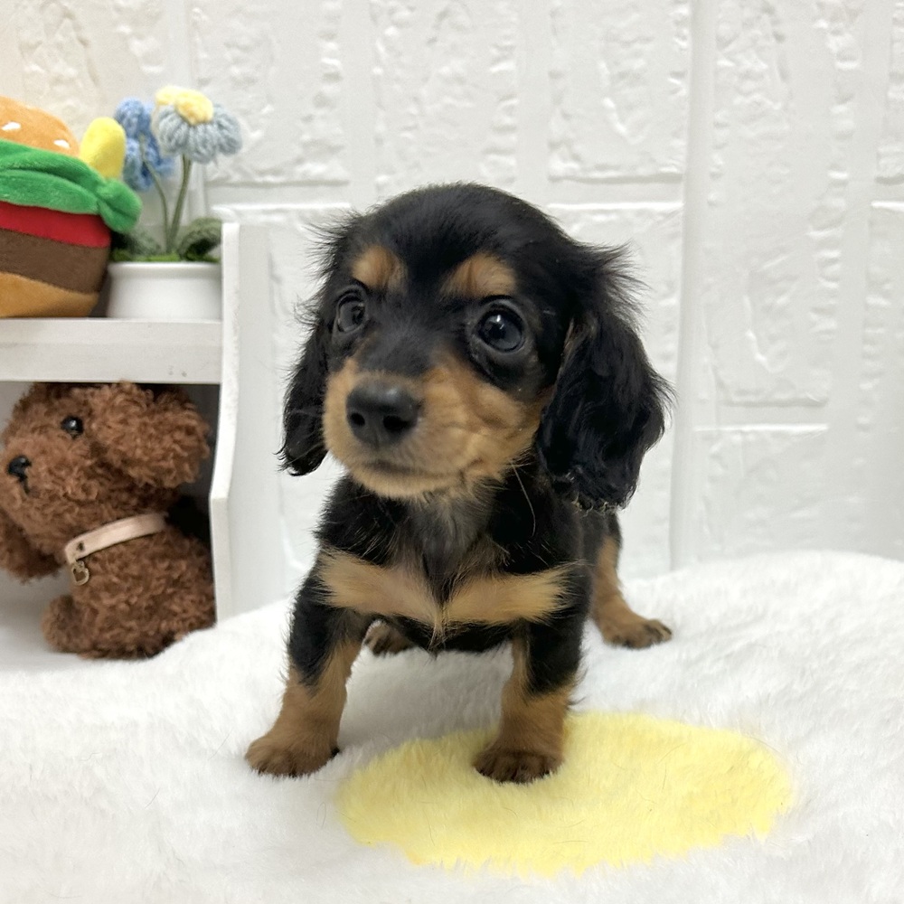 愛知県のミニチュアダックスフンド(ロング) (犬の家＆猫の里豊川インター店/2026年6月26日生まれ/女の子/ブラックタン)の子犬の3枚目の画像