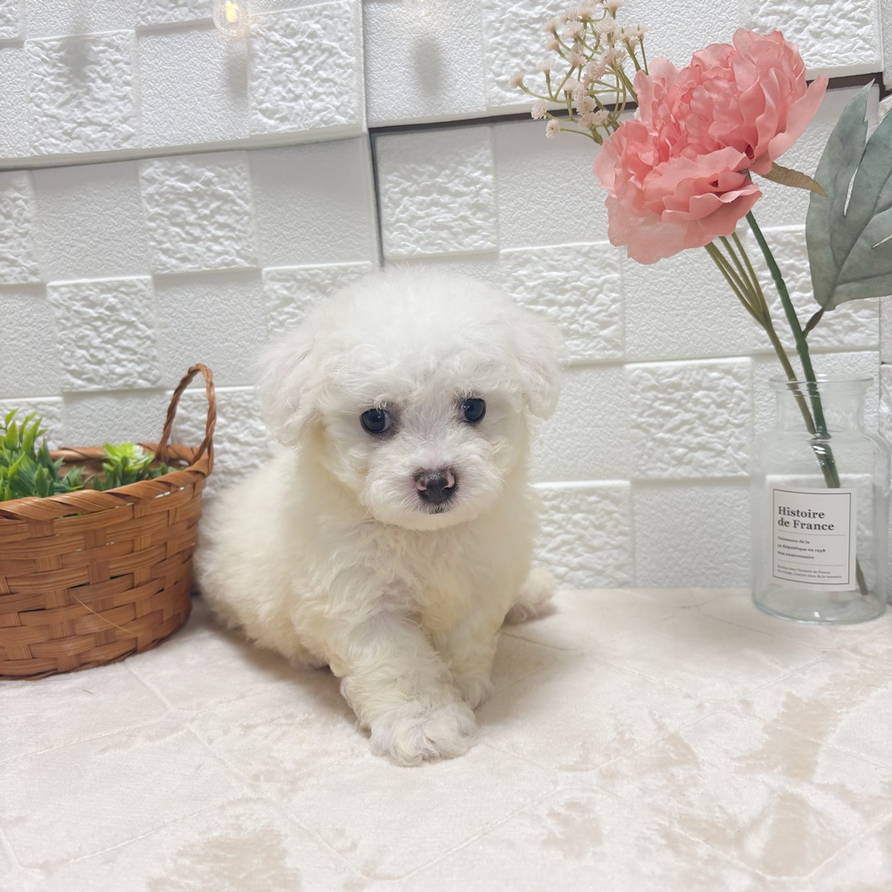 東京都のビションフリーゼ (犬の家＆猫の里ペットフォレスト小平店/2026年6月30日生まれ/女の子/ホワイト)の子犬の3枚目の画像