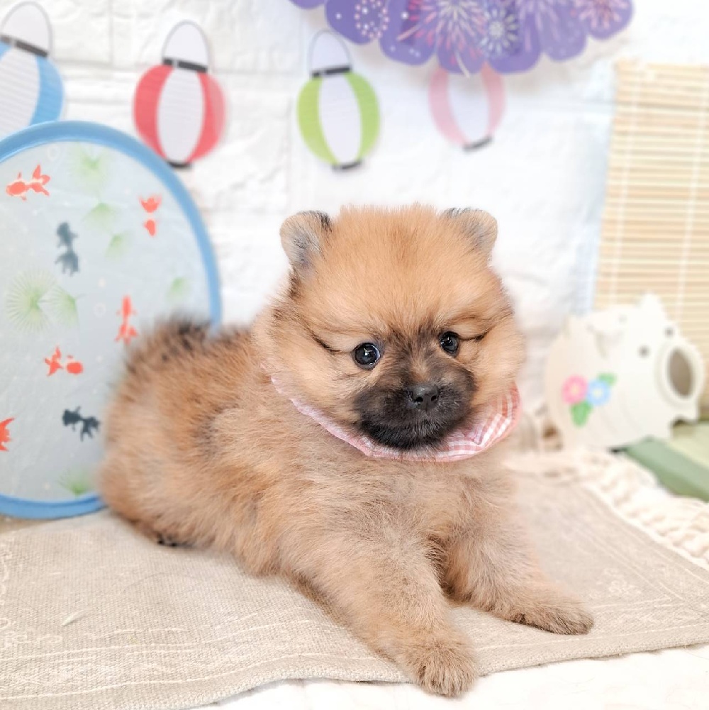 静岡県のポメラニアン (犬の家＆猫の里富士店/2026年6月30日生まれ/女の子/オレンジ)の子犬の3枚目の画像