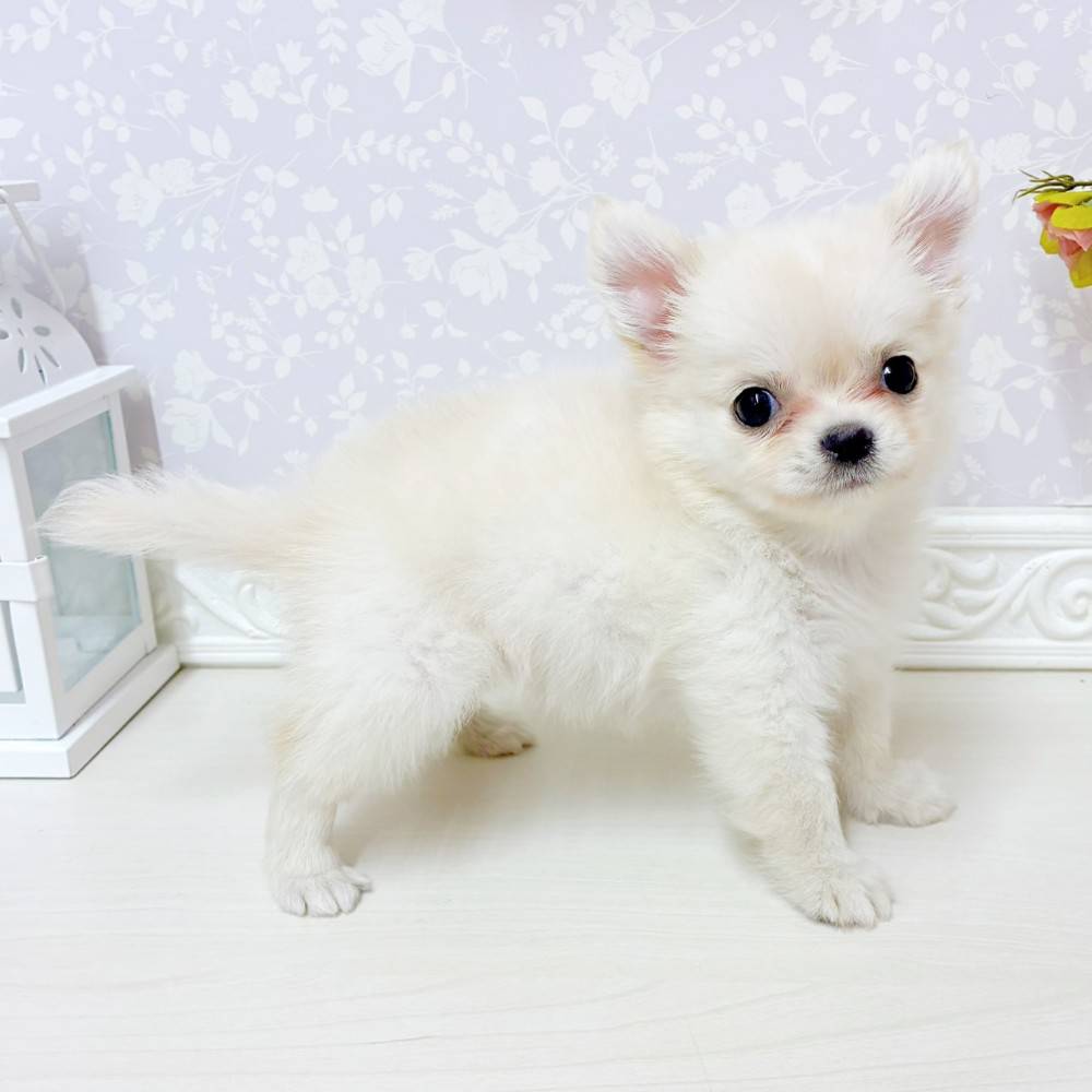 富山県のチワワ(ロング) (犬の家＆猫の里アミーゴ山室店/2026年6月29日生まれ/女の子/クリーム)の子犬の3枚目の画像