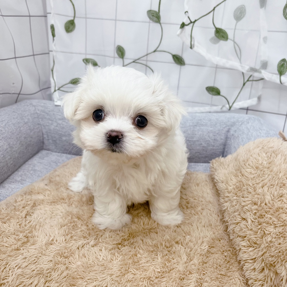 長野県のマルチーズ (犬の家＆猫の里塩尻店/2026年6月30日生まれ/男の子/ホワイト)の子犬の3枚目の画像