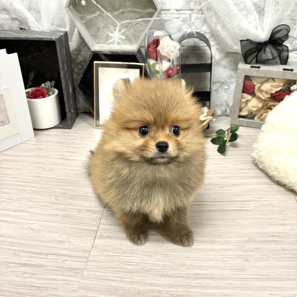 千葉県のポメラニアン (犬の家＆猫の里ワンズモール稲毛店/2026年6月28日生まれ/女の子/オレンジ)の子犬の3枚目の画像
