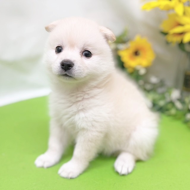 静岡県のハーフ犬・ミックス犬 (犬の家＆猫の里藤枝店/2026年6月30日生まれ/女の子/ホワイト)の子犬の3枚目の画像